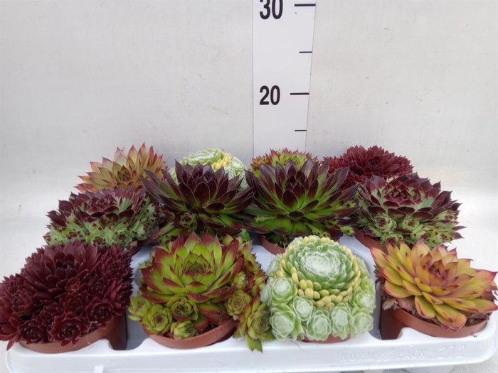 <h4>Sempervivum   ...</h4>