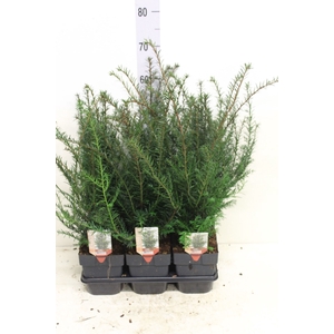 Taxus baccata