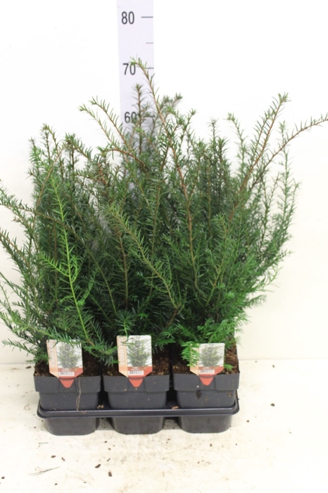 <h4>Taxus baccata</h4>