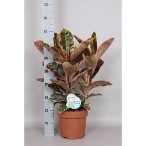 Ficus elastica 'Belize'