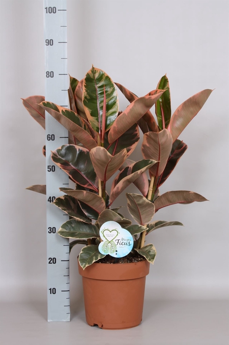 <h4>Ficus elastica 'Belize'</h4>