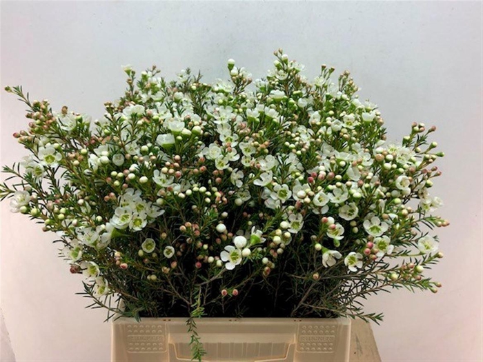 <h4>CHAME ME SIRIUS</h4>