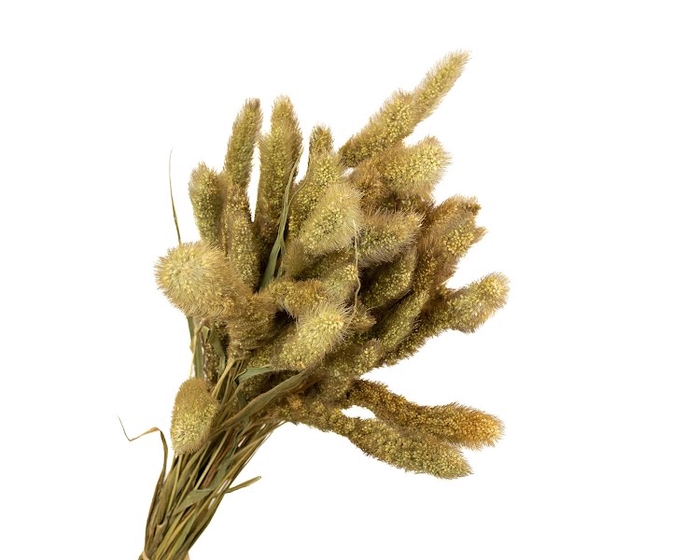 <h4>Setaria Pendula Natural</h4>