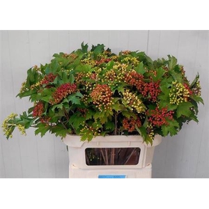 VIBUR OP COMPACTUM