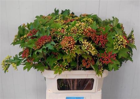 <h4>VIBUR OP COMPACTUM</h4>