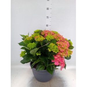Hydrangea mac.