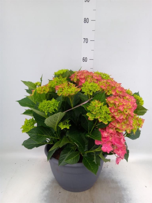 <h4>Hydrangea mac.</h4>