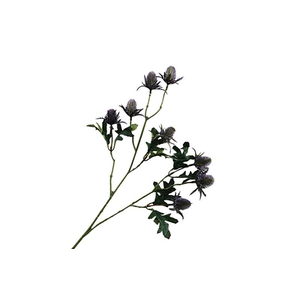 Eryngium Purple