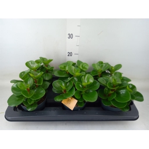 Peperomia obt. 'Green Gold'