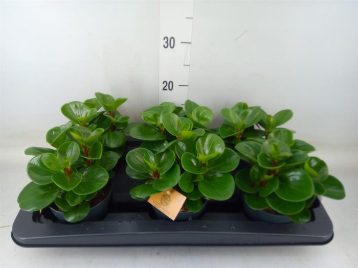 <h4>Peperomia obt. 'Green Gold'</h4>