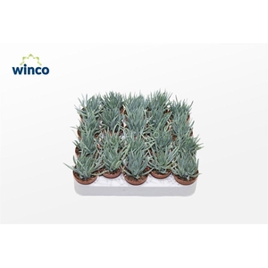 Senecio Serpens Minor