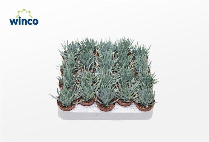 <h4>Senecio Serpens Minor</h4>