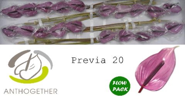 <h4>Anthurium andr. 'Previa'</h4>