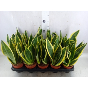 Sansevieria trifa. 'Futura Superba'