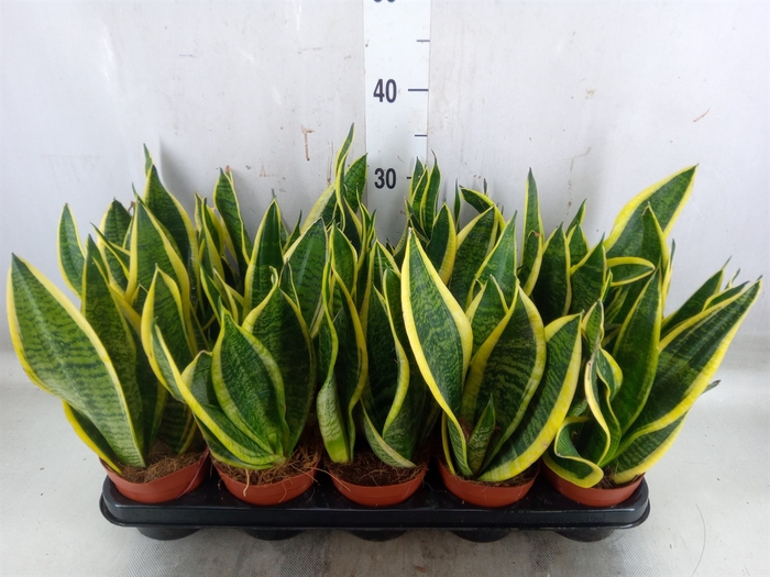 <h4>Sansevieria trifa. 'Futura Superba'</h4>