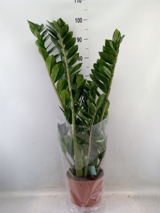 <h4>Zamioculcas zamiifolia</h4>