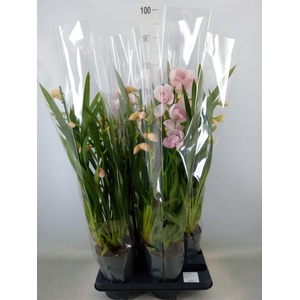 Cymbidium   ...