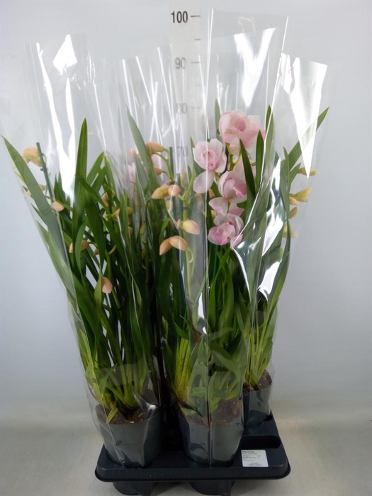 <h4>Cymbidium   ...</h4>