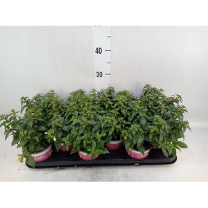 Fuchsia  'Bella Fuchsia Soila'