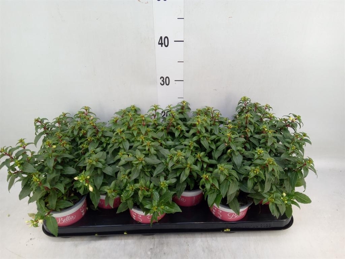 <h4>Fuchsia  'Bella Fuchsia Soila'</h4>