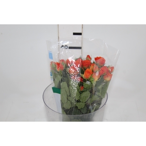 ROSA SPRAY BABE 040 CM