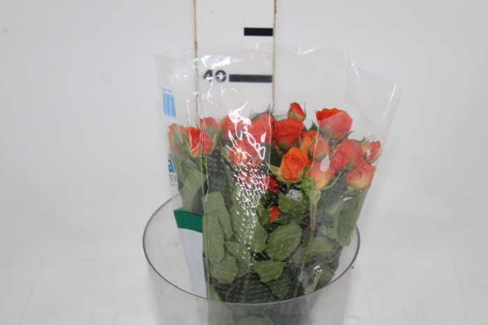 ROSA SPRAY BABE 040 CM