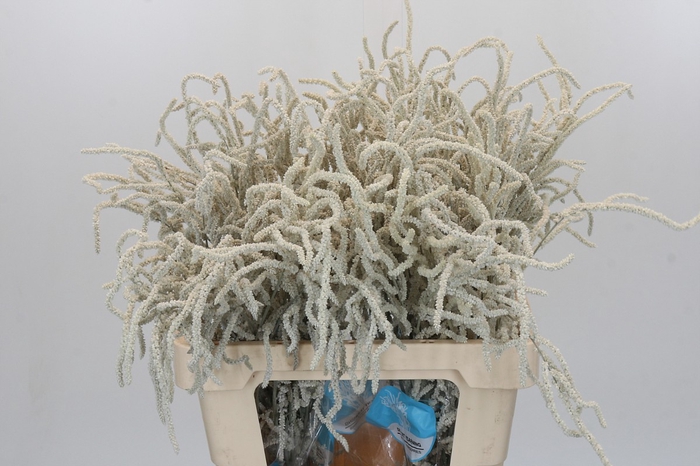 <h4>Amaranthus Yearming Desert</h4>