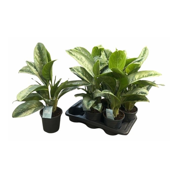 <h4>AGLAO SILVER FROST</h4>