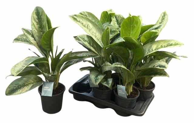 <h4>AGLAO SILVER FROST</h4>