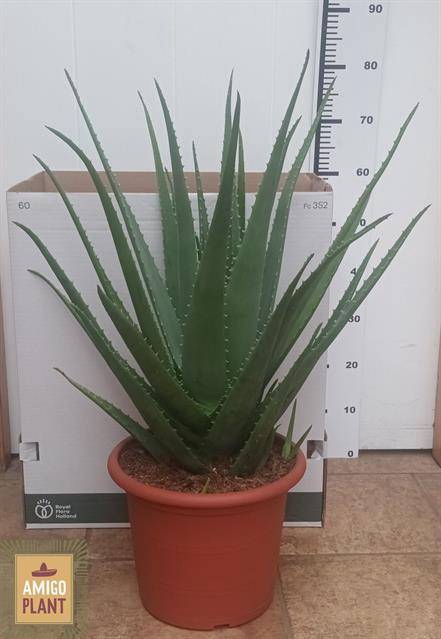 <h4>ALOE VERA</h4>