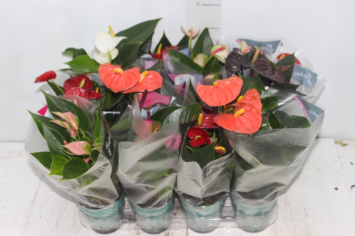 <h4>ANTHURIUM VARIADO P09</h4>