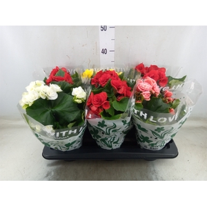 Begonia elat. DU   ...mix