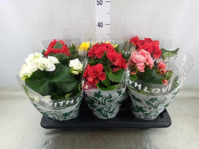 <h4>Begonia elat. DU   ...mix</h4>