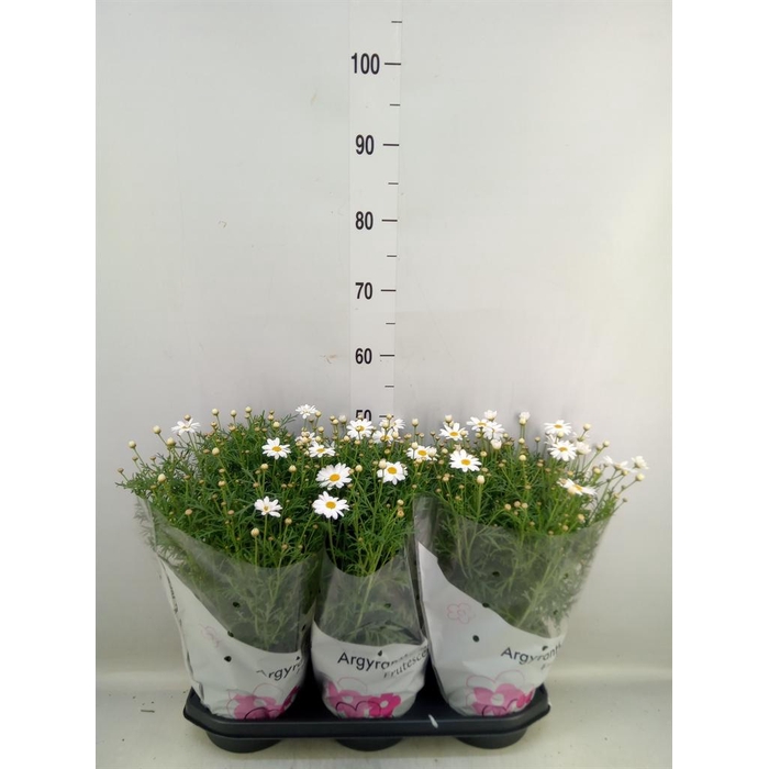 <h4>Argyranthemum   ...</h4>