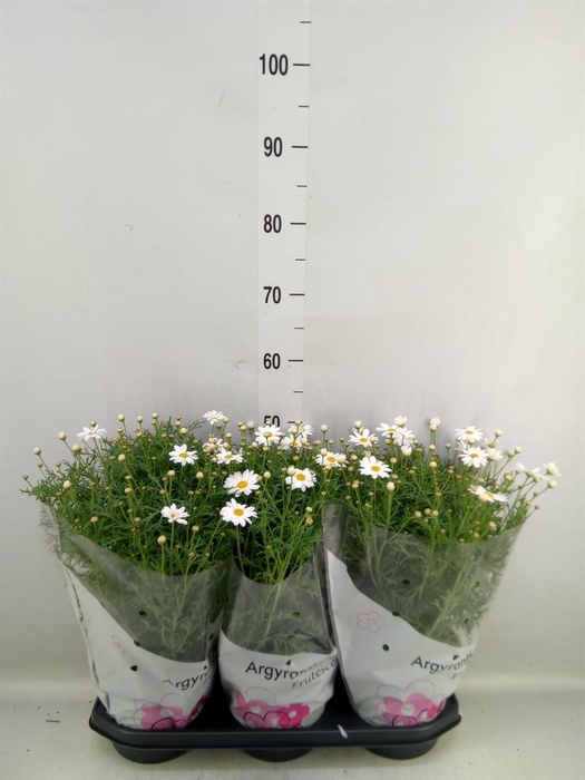 <h4>Argyranthemum   ...</h4>