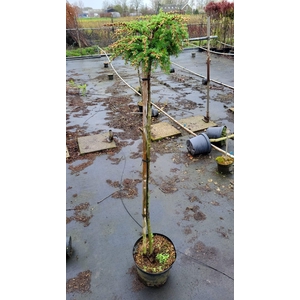 Larix kaempferi 'Blue Dwarf'