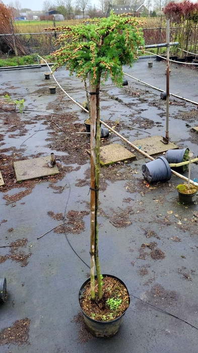 <h4>Larix decidua 'Kornik' 120ST</h4>