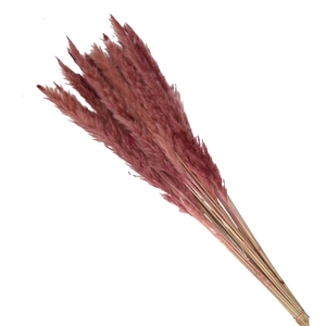 Dried flowers Pampass grass fluffy 80cm