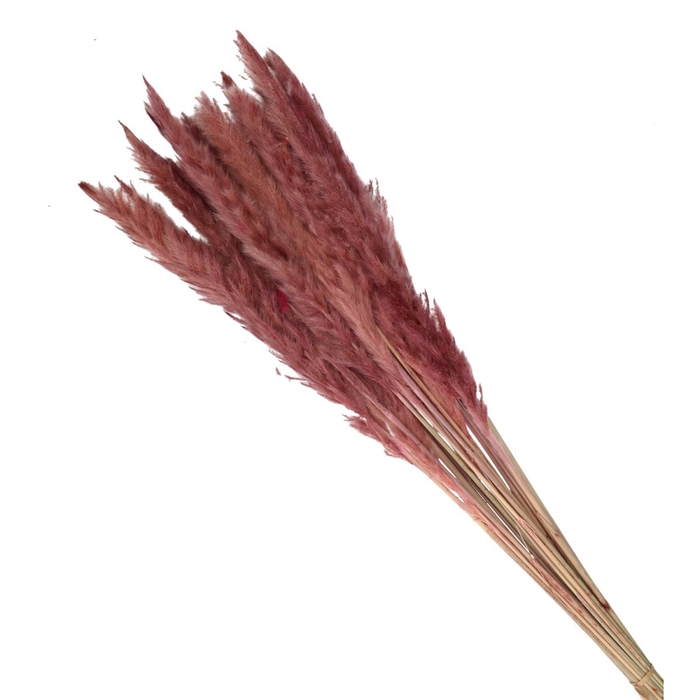 <h4>Dried flowers Pampass grass fluffy 80cm</h4>