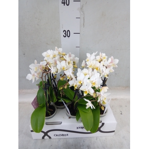 Phalaenopsis   ...mini