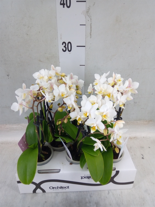 <h4>Phalaenopsis   ...mini</h4>