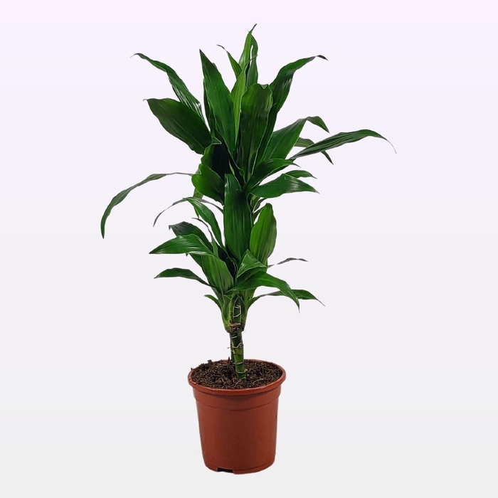 <h4>Dracaena Janet Craig 30-10 75cm</h4>
