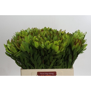 Leucadendron Goldstrike