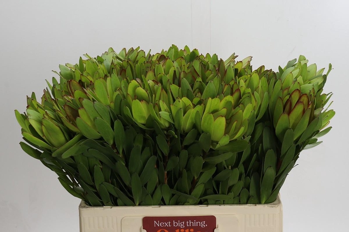 <h4>Leucadendron Goldstrike</h4>