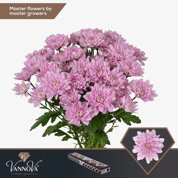 <h4>Chr T Baltica Pink VannoVa</h4>