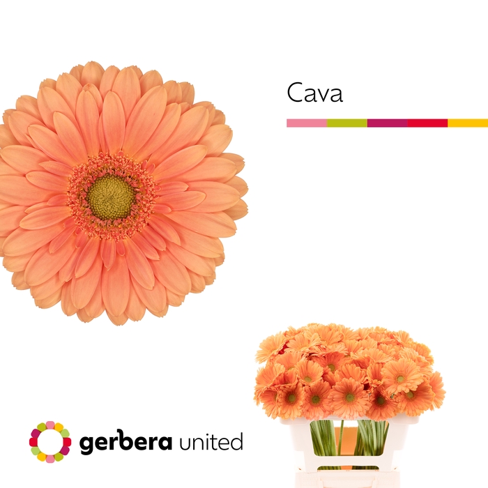 <h4>Germini Cava Water</h4>