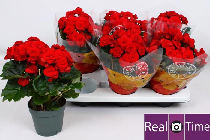 <h4>BEG DU BALADIN</h4>