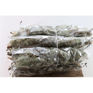 Mostakken Short P Bunch