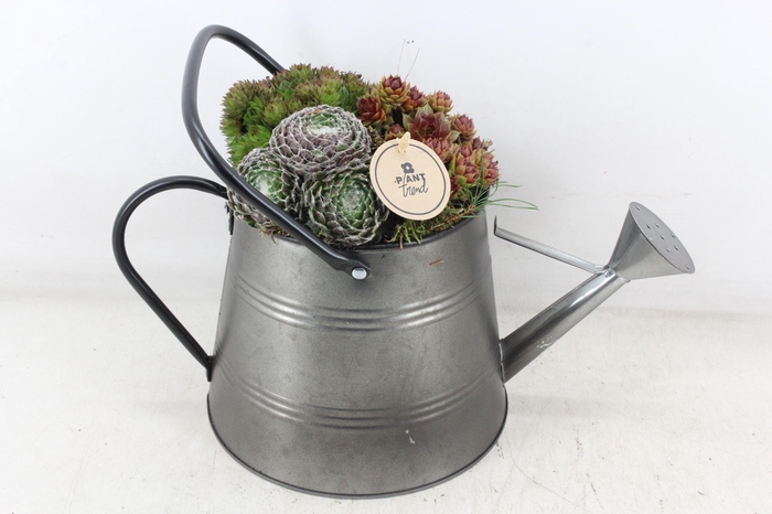 <h4>arr4 Semp PL - Zink gieter</h4>