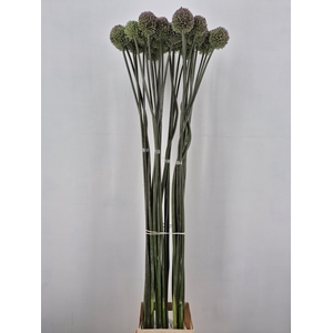 ALLIUM GVREUS XXL